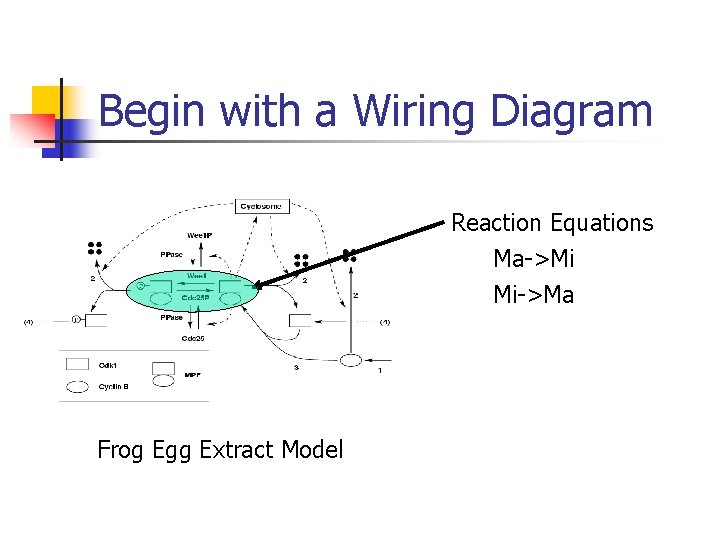 Begin with a Wiring Diagram Reaction Equations Ma->Mi Mi->Ma Frog Egg Extract Model 