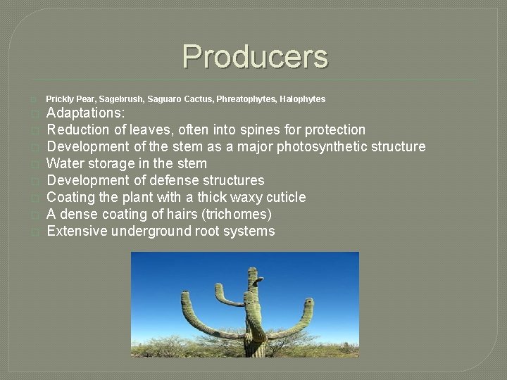 Producers � � � � � Prickly Pear, Sagebrush, Saguaro Cactus, Phreatophytes, Halophytes Adaptations: