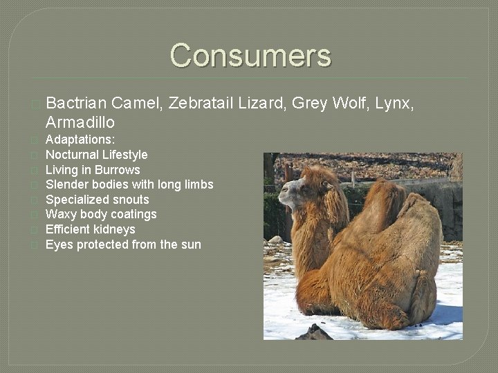 Consumers � � � � � Bactrian Camel, Zebratail Lizard, Grey Wolf, Lynx, Armadillo