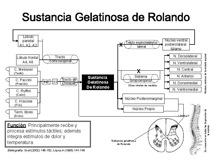 X Tracto espinotalámico lateral N. Dorsolateral Tracto corticoespinal Lóbulo frontal A 4, A 6