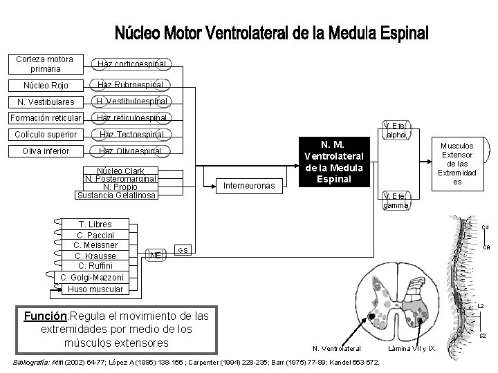 Corteza motora primaria Haz corticoespinal Núcleo Rojo Haz Rubroespinal N. Vestibulares H. Vestibuloespinal Formación