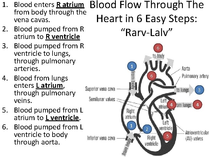 1. Blood enters R atrium from body through the vena cavas. 2. Blood pumped