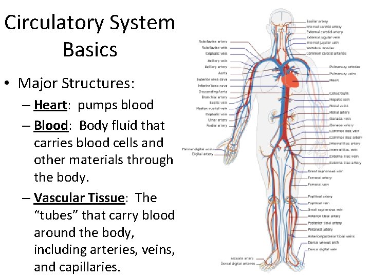 Circulatory System Basics • Major Structures: – Heart: pumps blood – Blood: Body fluid