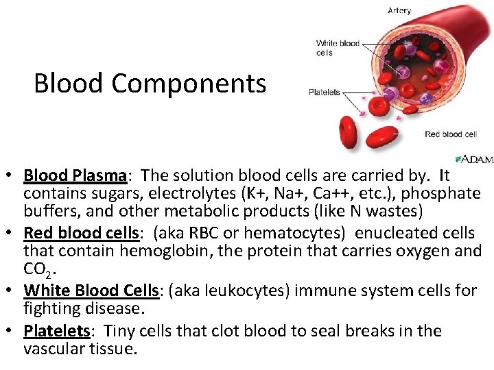 Blood Components • Blood Plasma: The solution blood cells are carried by. It contains