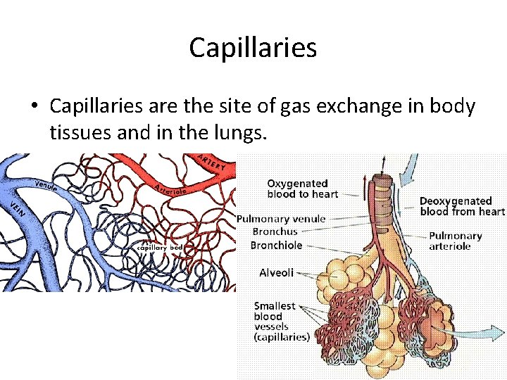 Capillaries • Capillaries are the site of gas exchange in body tissues and in