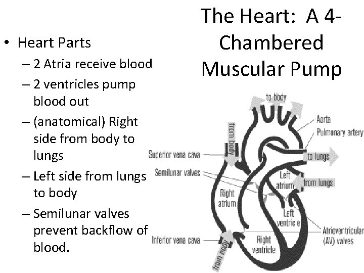  • Heart Parts – 2 Atria receive blood – 2 ventricles pump blood