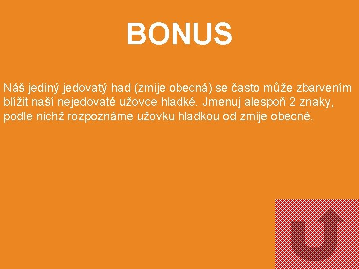 BONUS Náš jediný jedovatý had (zmije obecná) se často může zbarvením blížit naší nejedovaté