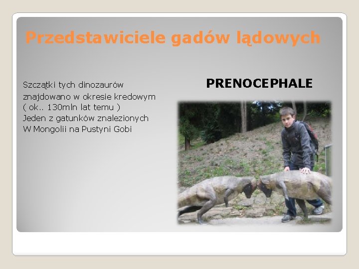 Przedstawiciele gadów lądowych Szczątki tych dinozaurów PRENOCEPHALE znajdowano w okresie kredowym ( ok. .