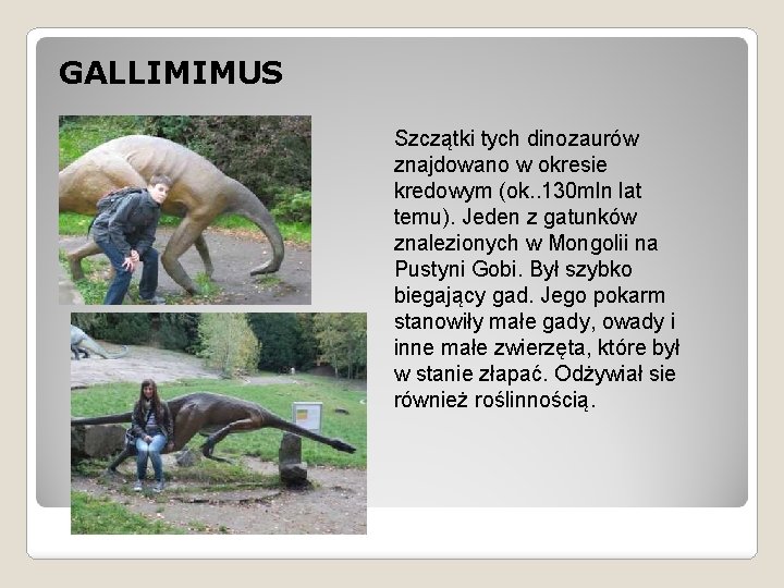 GALLIMIMUS Szczątki tych dinozaurów znajdowano w okresie kredowym (ok. . 130 mln lat temu).