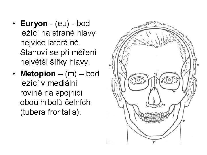  • Euryon - (eu) - bod ležící na straně hlavy nejvíce laterálně. Stanoví