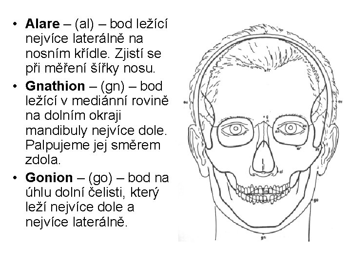  • Alare – (al) – bod ležící nejvíce laterálně na nosním křídle. Zjistí