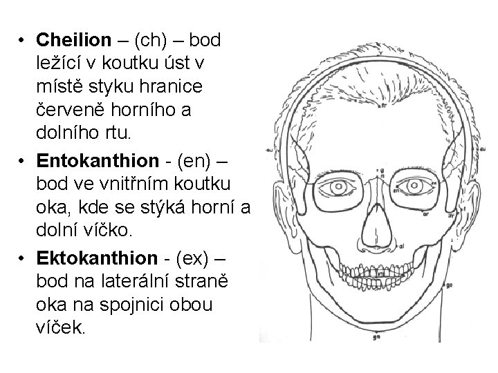  • Cheilion – (ch) – bod ležící v koutku úst v místě styku