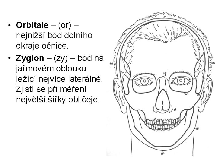  • Orbitale – (or) – nejnižší bod dolního okraje očnice. • Zygion –