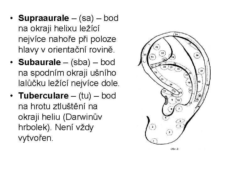  • Supraaurale – (sa) – bod na okraji helixu ležící nejvíce nahoře při