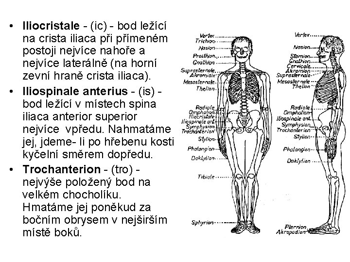  • Iliocristale - (ic) - bod ležící na crista iliaca při přímeném postoji