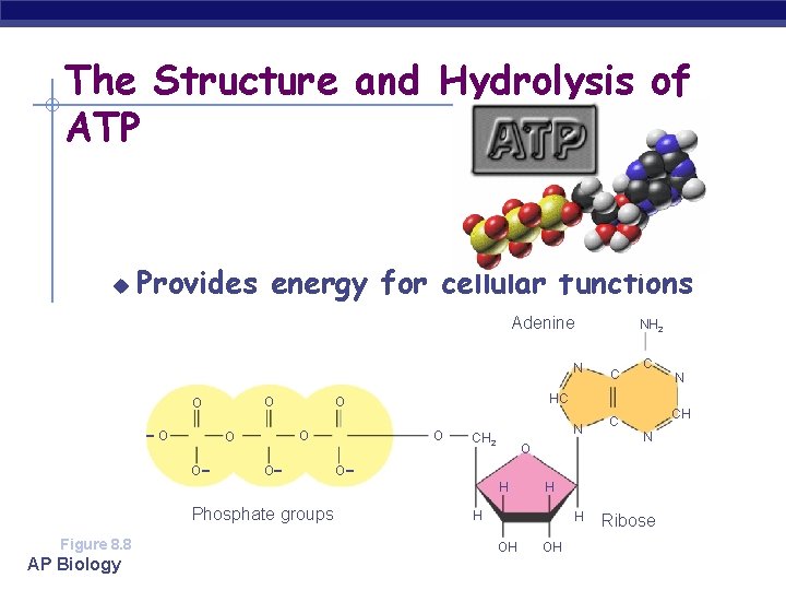 The Structure and Hydrolysis of ATP u Provides energy for cellular functions Adenine N