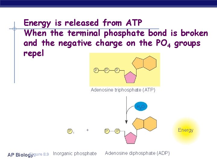 Energy is released from ATP When the terminal phosphate bond is broken and the