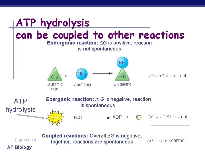 ATP hydrolysis can be coupled to other reactions Endergonic reaction: ∆G is positive, reaction