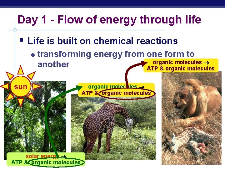 Day 1 - Flow of energy through life § Life is built on chemical