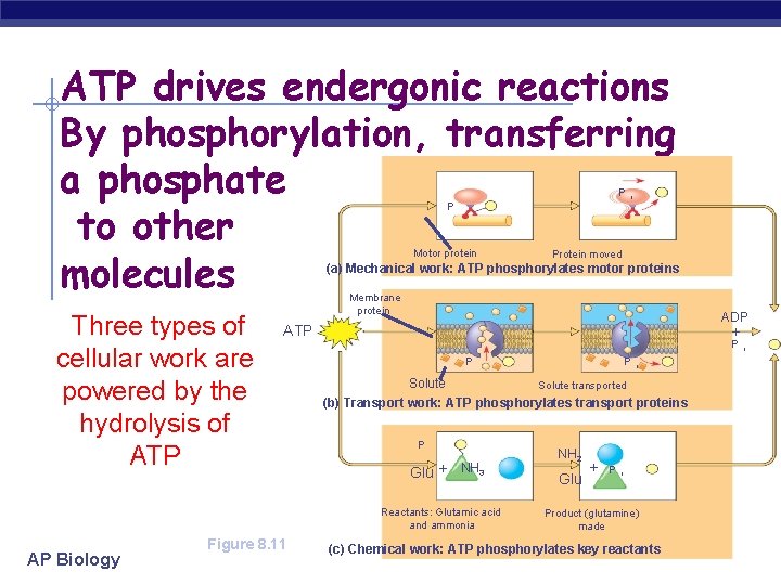 ATP drives endergonic reactions By phosphorylation, transferring a phosphate to other molecules P P