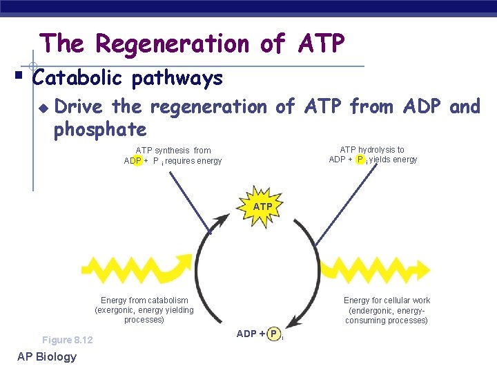 The Regeneration of ATP § Catabolic pathways u Drive the regeneration of ATP from