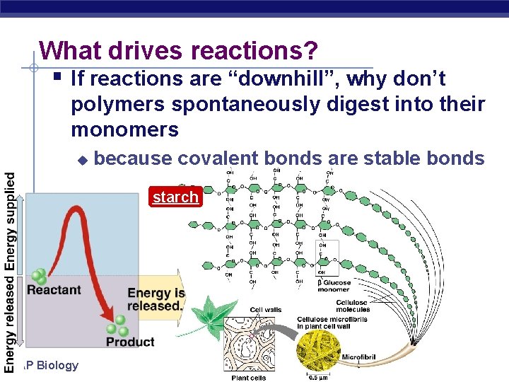 What drives reactions? § If reactions are “downhill”, why don’t polymers spontaneously digest into