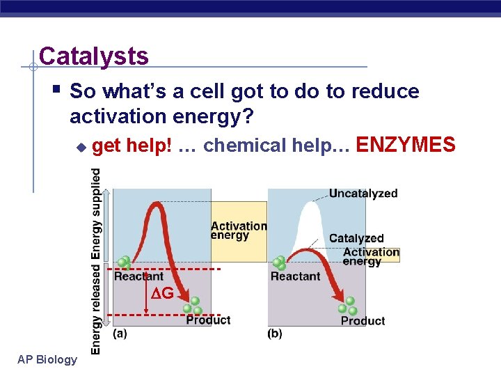 Catalysts § So what’s a cell got to do to reduce activation energy? u