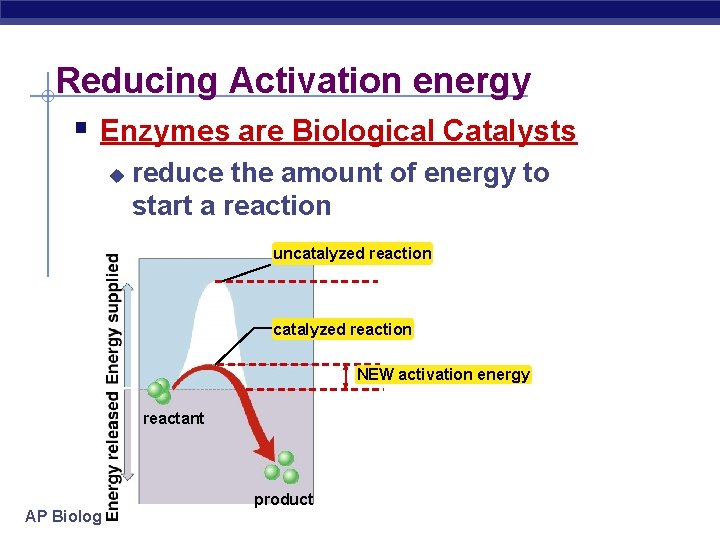 Metabolism Enzymes AP Biology Day 1 Flow of