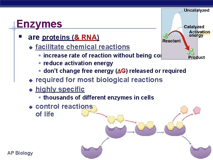 Enzymes § are proteins (& RNA) u facilitate chemical reactions § increase rate of