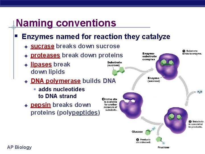 Metabolism Enzymes AP Biology Day 1 Flow of