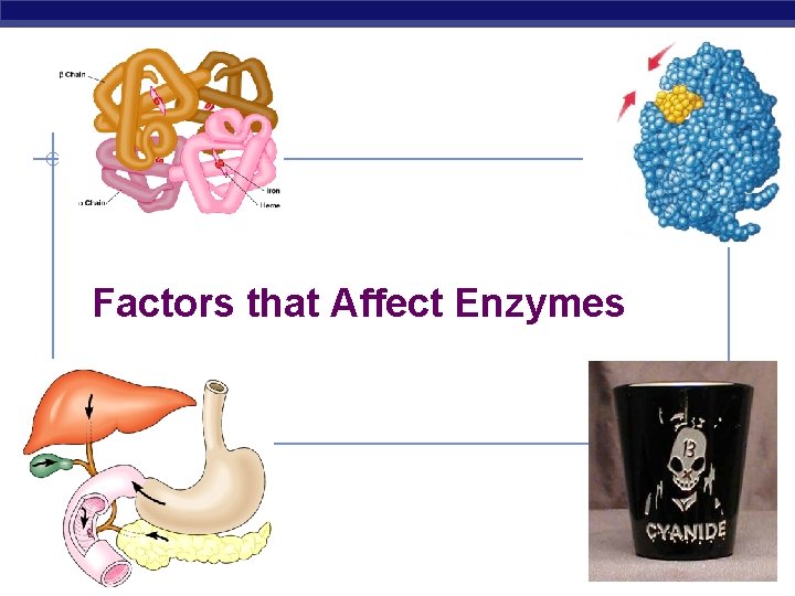 Factors that Affect Enzymes AP Biology 2007 -2008 