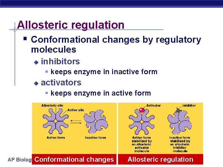 Allosteric regulation § Conformational changes by regulatory molecules u inhibitors § keeps enzyme in