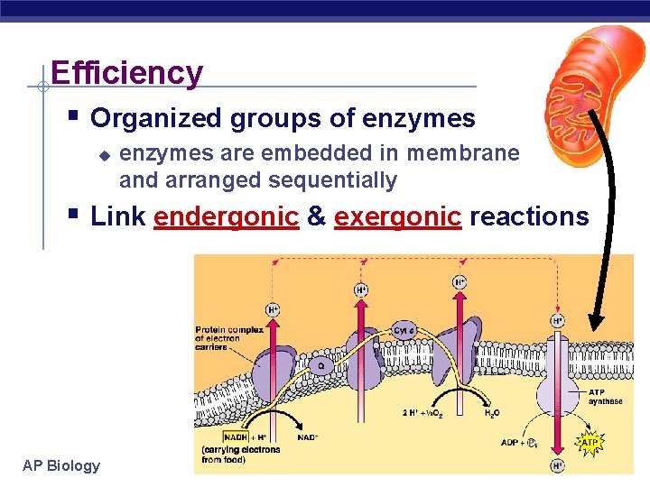 Efficiency § Organized groups of enzymes u enzymes are embedded in membrane and arranged