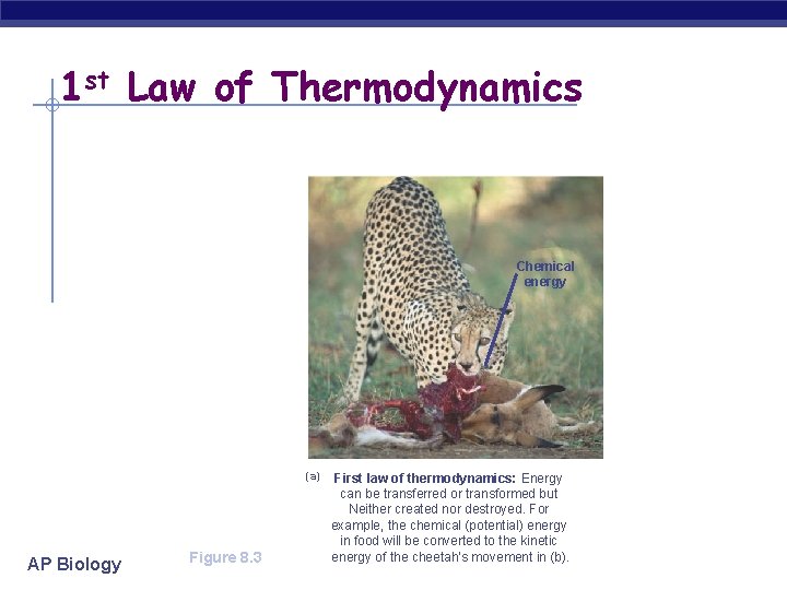 1 st Law of Thermodynamics Chemical energy (a) AP Biology Figure 8. 3 First