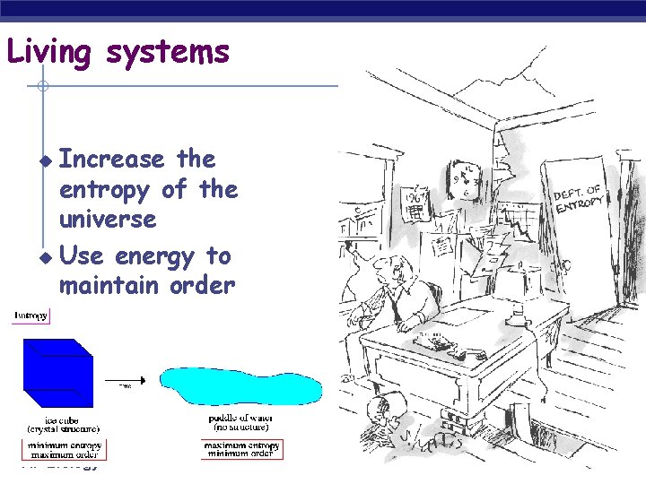 Living systems Increase the entropy of the universe u Use energy to maintain order