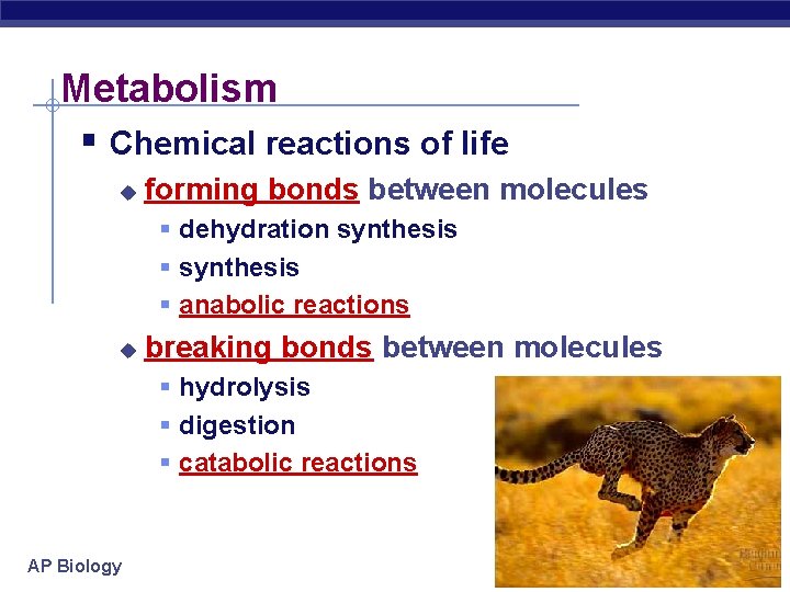 Metabolism § Chemical reactions of life u forming bonds between molecules § dehydration synthesis