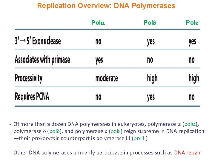 Replication Overview: DNA Polymerases Pol - Of more than a dozen DNA polymerases in