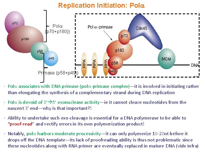 Replication Initiation: Pol (p 70+p 180)) Primase (p 58+p 49)) - Pol associates with