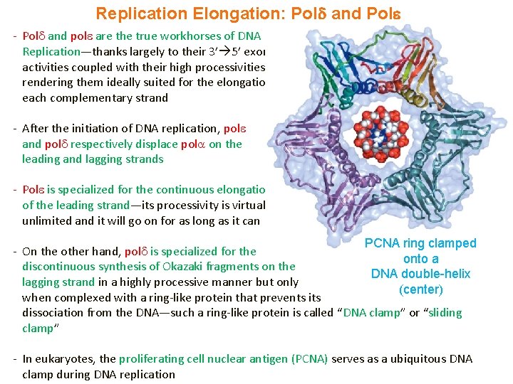 Replication Elongation: Pol and Pol - Pol and pol are the true workhorses of