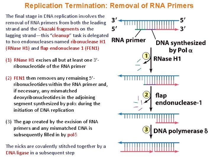 Replication Termination: Removal of RNA Primers The final stage in DNA replication involves the