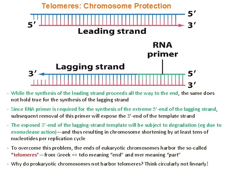 Telomeres: Chromosome Protection - While the synthesis of the leading strand proceeds all the