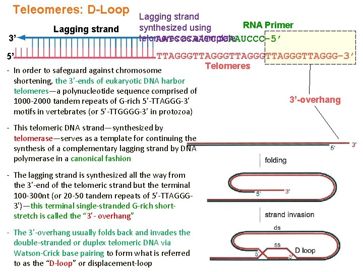 Teleomeres: D-Loop 3’ 5’ Lagging strand RNA Primer synthesized using telomeres as a template