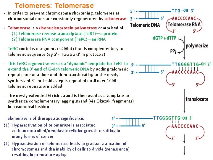 Telomeres: Telomerase - In order to prevent chromosome shortening, telomeres at chromosomal ends are