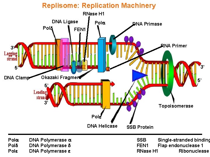 Replisome: Replication Machinery RNase H 1 DNA Ligase Pol FEN 1 Pol DNA Primase