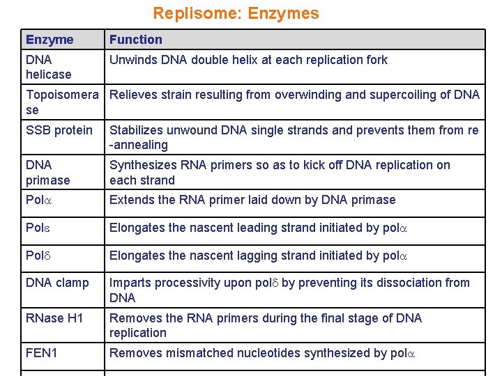 Replisome: Enzymes Enzyme Function DNA helicase Unwinds DNA double helix at each replication fork