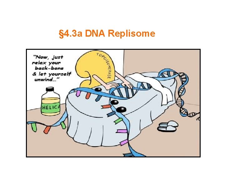 § 4. 3 a DNA Replisome 