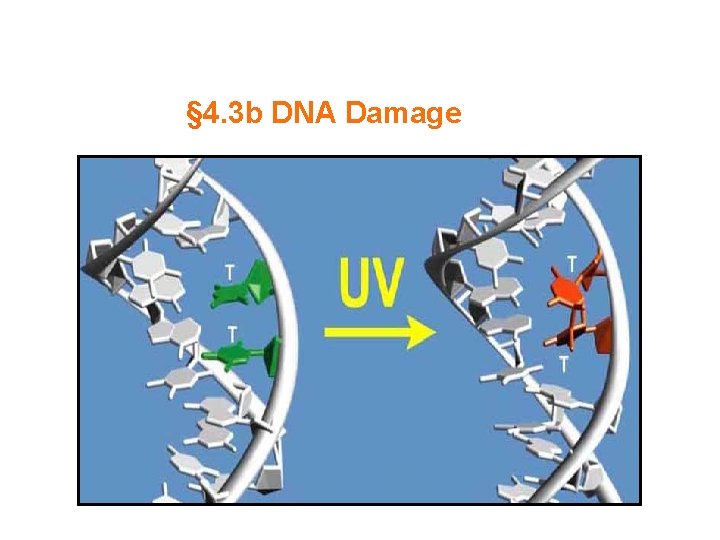 § 4. 3 b DNA Damage 