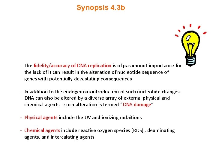 Synopsis 4. 3 b - The fidelity/accuracy of DNA replication is of paramount importance