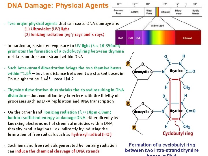 DNA Damage: Physical Agents - Two major physical agents that can cause DNA damage
