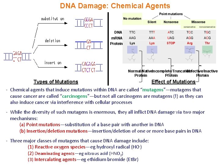DNA Damage: Chemical Agents DNA m. RNA Protein Normal/Native. Incomplete/Truncated Defective/Inactive Protein Types of